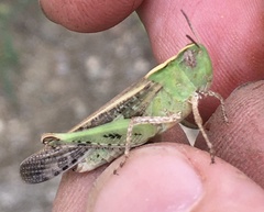 Aiolopus strepens