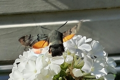 Macroglossum stellatarum
