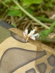 Hymenopus coronatus