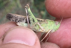 Aiolopus strepens