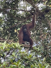 Pongo pygmaeus