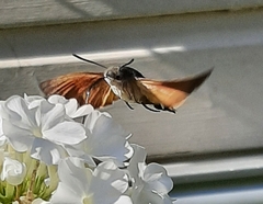 Macroglossum stellatarum