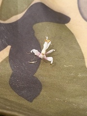 Hymenopus coronatus
