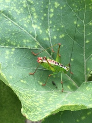 Andreiniimon nuptialis