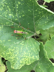 Andreiniimon nuptialis