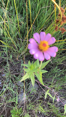 Zinnia elegans