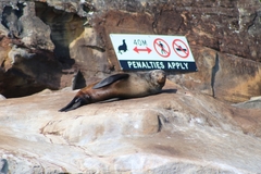Arctocephalus