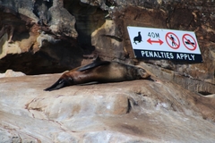 Arctocephalus