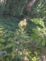 Lilium