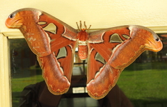 Attacus atlas