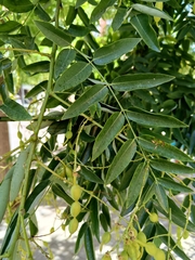 Styphnolobium japonicum