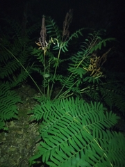 Osmunda regalis