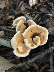 Hydnellum aurantiacum