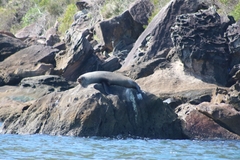 Arctocephalus