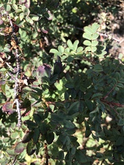 Rosa spinosissima
