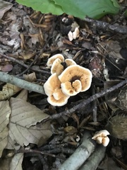 Hydnellum aurantiacum