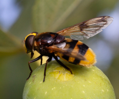 Volucella elegans