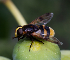 Volucella elegans