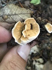 Hydnellum aurantiacum