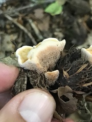 Hydnellum aurantiacum