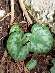 Cyclamen purpurascens
