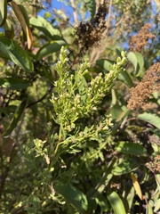 Baccharis pilularis