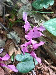 Cyclamen purpurascens