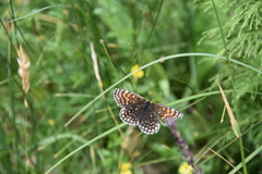 Melitaea diamina