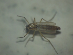 Hybotidae