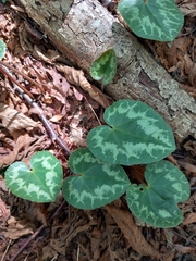 Cyclamen purpurascens