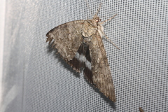 Catocala fraxini
