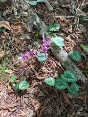 Cyclamen purpurascens