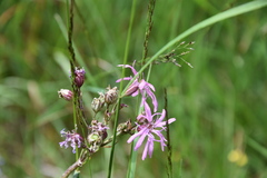 Silene flos-cuculi