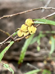 Lasiopetalum