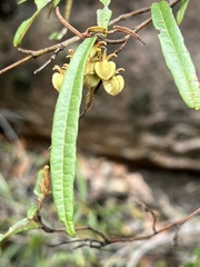 Lasiopetalum
