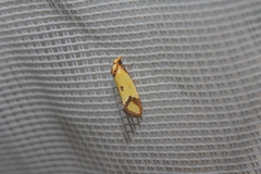 Agapeta zoegana