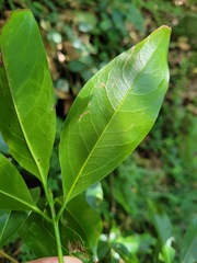 Beilschmiedia erythrophloia