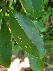 Beilschmiedia erythrophloia