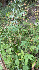 Alisma plantago-aquatica