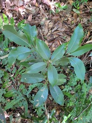 Beilschmiedia erythrophloia