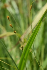 Carex canescens