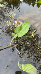 Rorippa amphibia