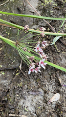 Butomus umbellatus