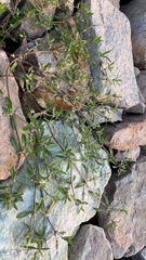 Magnoliopsida