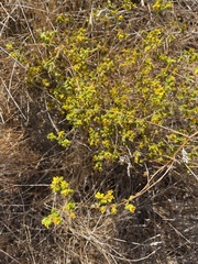 Deinandra fasciculata