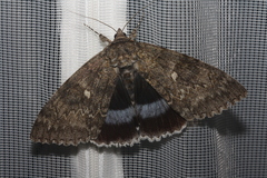 Catocala fraxini