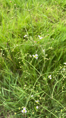 Alisma plantago-aquatica