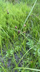 Bolboschoenus maritimus