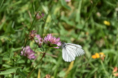 Aporia crataegi