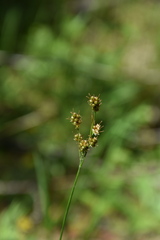 Luzula multiflora